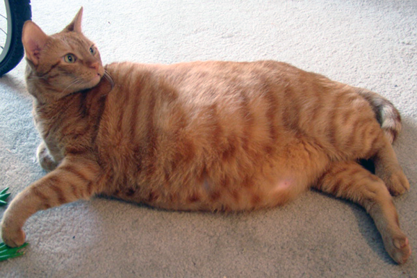 fat orange tabby