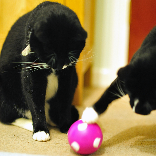 A treat ball can be a great way to provide mental stimulation and exercise. Photo CC-BY John Wright
