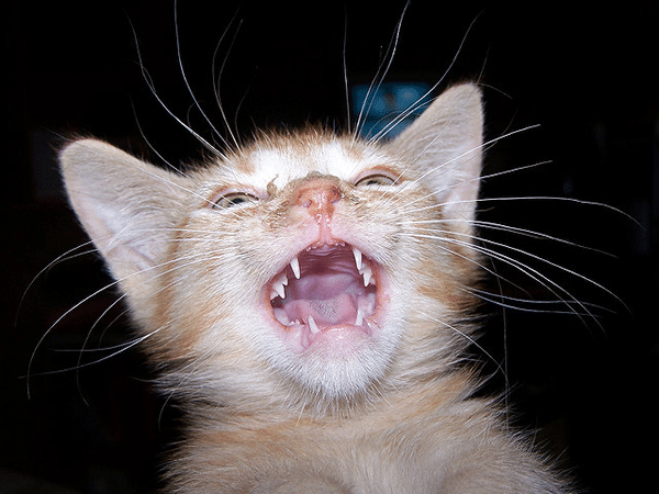 Cats have 26 baby teeth and 30 adult teeth. Photo CC-BY-SA Danielle Kellogg