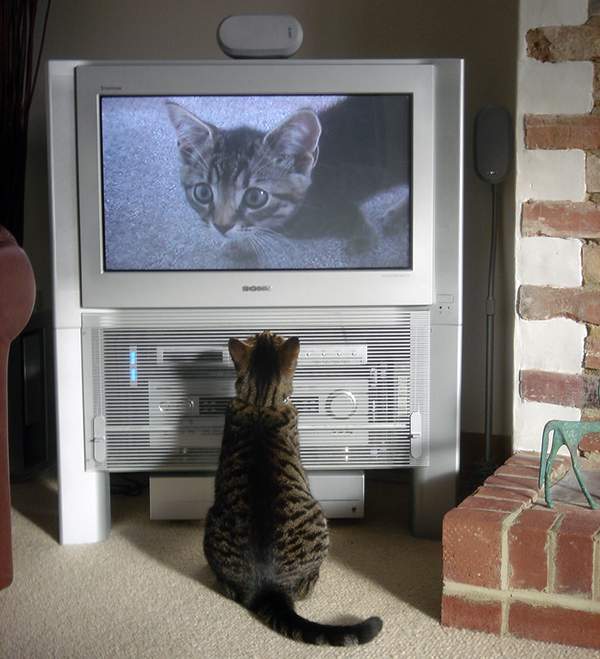 This wasn't exactly what I meant by "kitty TV." Photo CC-BY cloudzilla