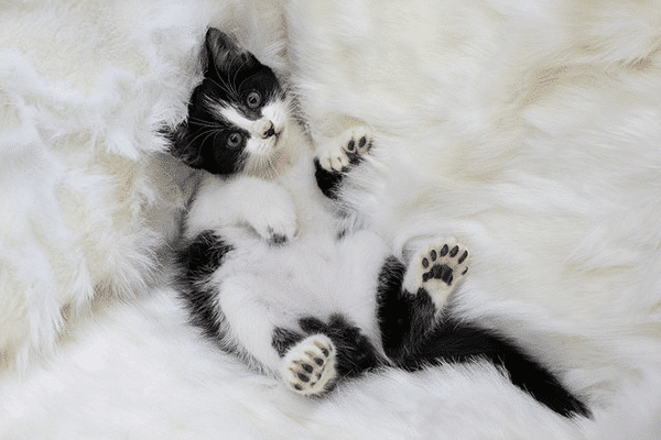 Thumbs Up for Polydactyl Cats - Catster