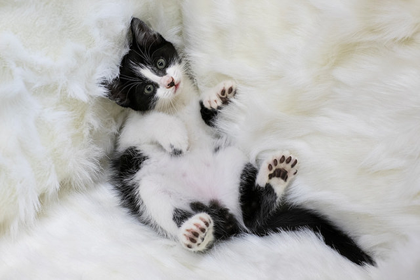 Thumbs Up for Polydactyl Cats - Catster