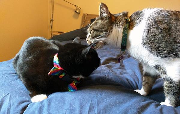 Thomas and my "surprise kitty," Tara.