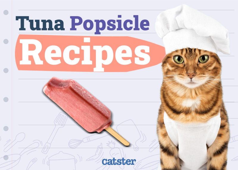 Tuna Popsicle Recipes for Cats You Can Make Today
