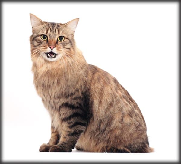 american bobtail breed