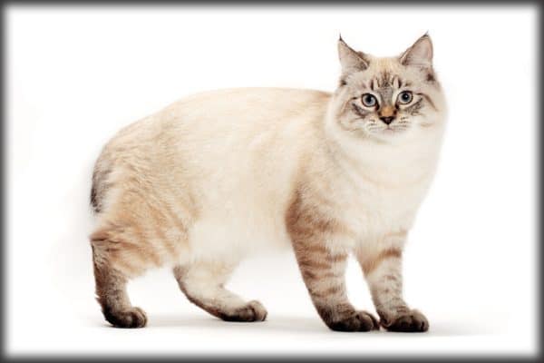 Problems With Breeding Cats Problems With Breeding Cats