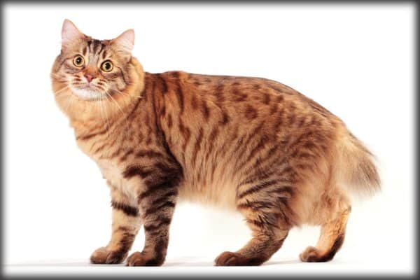 orange bobtail cat