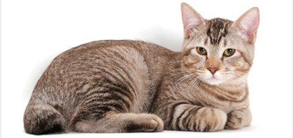 Who S That Cat 12 Reasons To Love The American Bobtail Catster