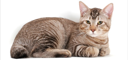 american bobtail breed