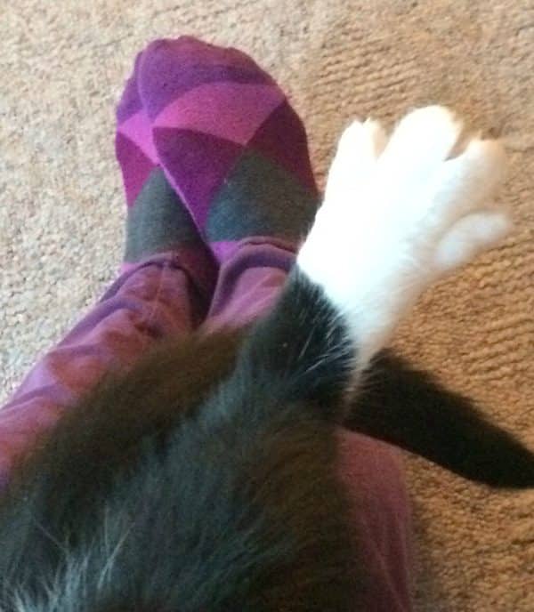 Cat feet: I'm a fan.