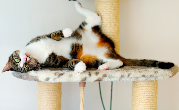 Why Does My Cat Scratch All The Time Why Does My Cat Scratch All The Time
