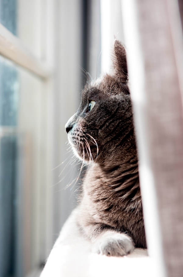 is my cat lonely when I'm away
