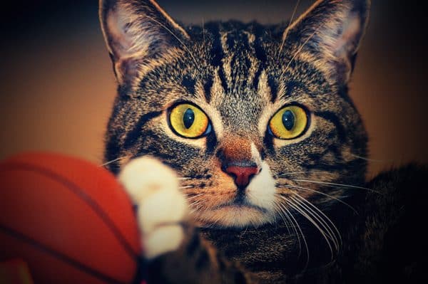 kristen-ledlow-magic-cat-01
