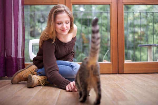 A woman encourages a cat to socialize