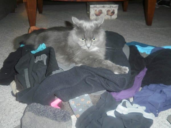 Sweet Saffy knew she was a queen.