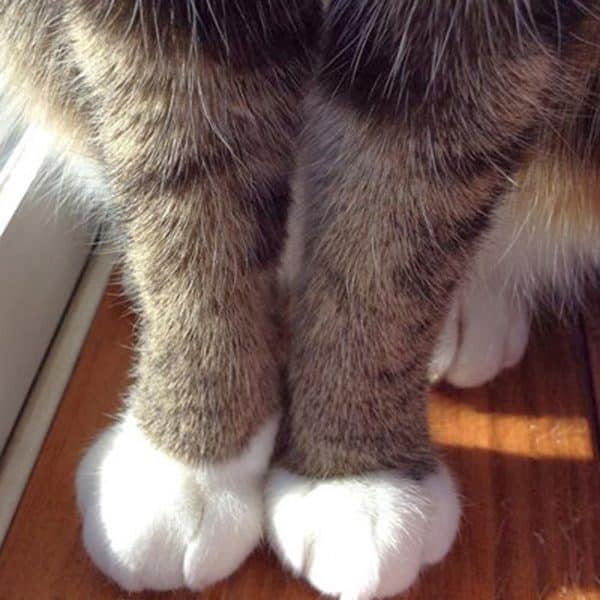 Phoebe's tidy whities.