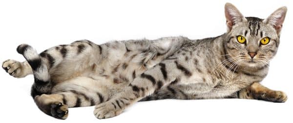 who s that cat
