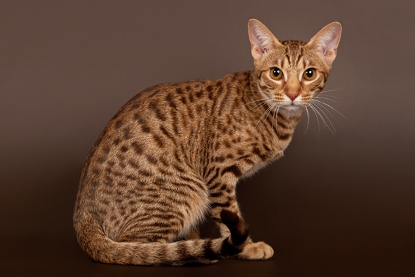 ocicat orange