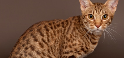 ocicat orange