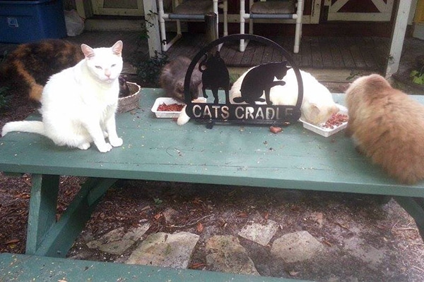 Cats Cradle