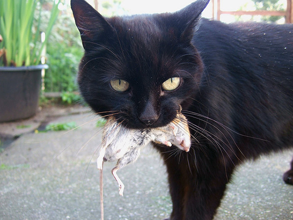 A cat with a mouse.