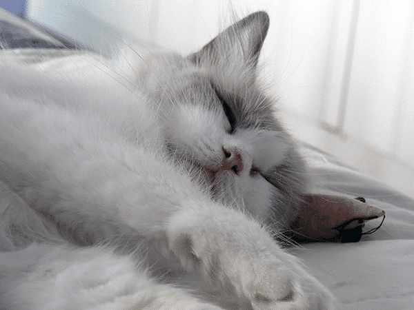 A gray cat sleeping peacefully.