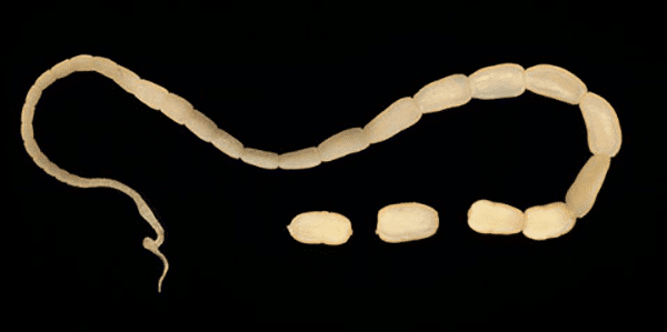 A photo of tapeworms in cats. 