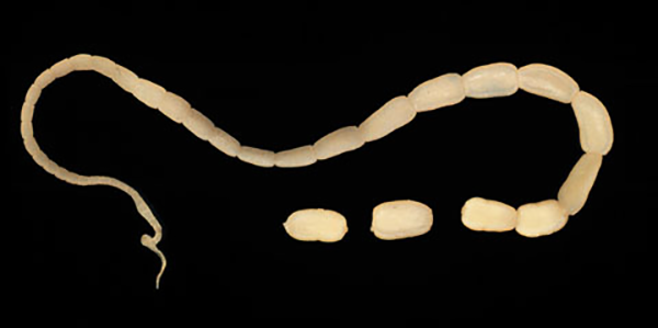 A photo of tapeworms in cats.