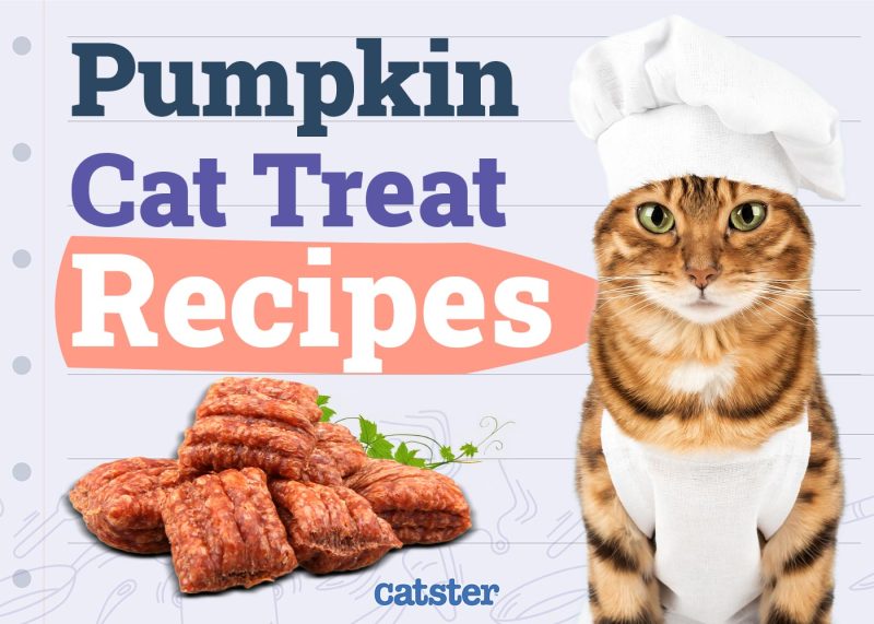 Homemade Pumpkin Cat Treat Recipes To Enjoy This Fall