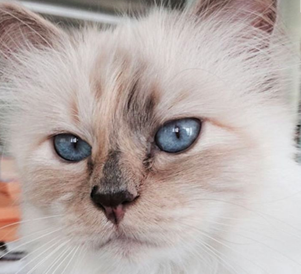 Choupette Is NOT a Diva (But She Plays DressUp in Secret) Catster