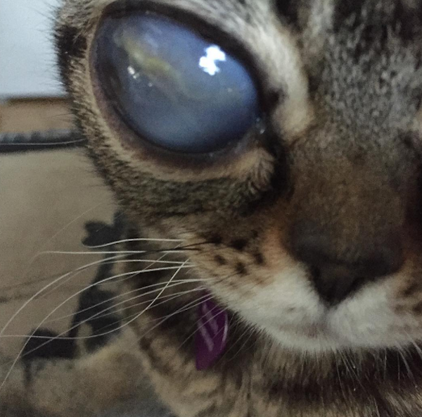Matilda the Alien Cat Gains Some Relief But Loses Her Eyes - Catster