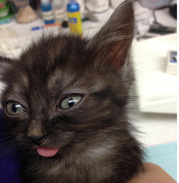 MrMagooKitten