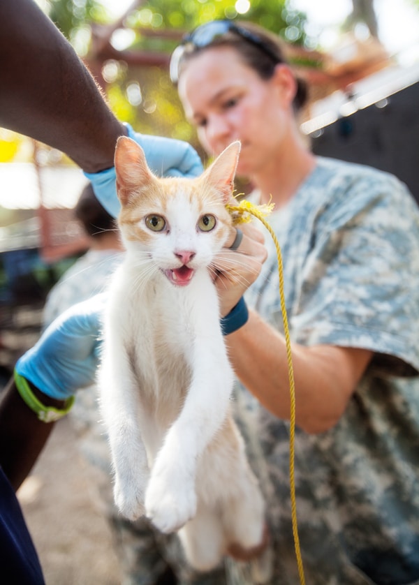 Purrs-Mash-Unit-Cats-02