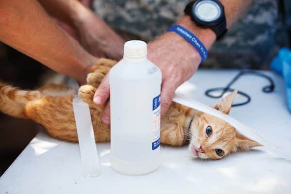 Purrs-Mash-Unit-Cats-03