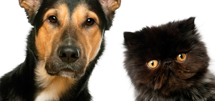 Who S Smarter Cats Or Dogs Catster