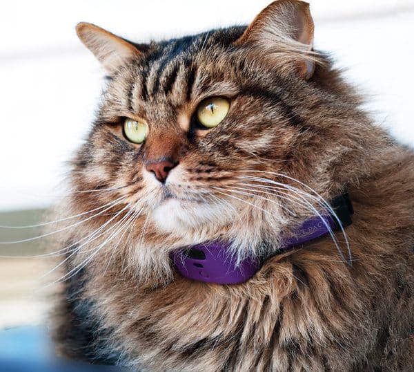 Cat Litter Box Giving Headache Cat Litter Box Giving Headache