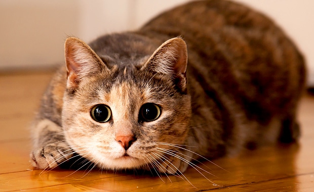 Boost Your Cat’s Mental and Physical Health: Play Games - Catster