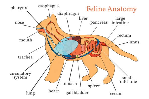 cat anatomy illustration