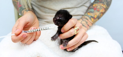 hannah shaw kitten rescue