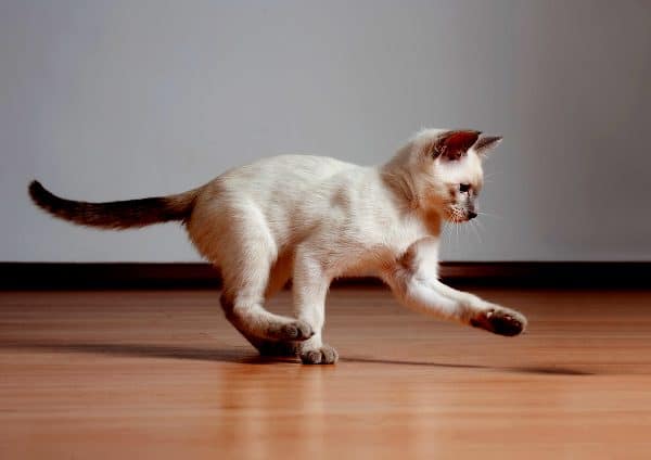 Kitten playing.