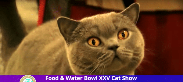san-diego-cat-show