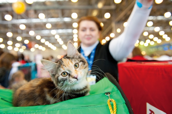 "Moscow, Russia - March 6, 2011: Unidentified member of the exhibition shows his cat at international exhibition of cats ""Catsburg"" in the exhibition hall Krokus-Expo, Moscow"