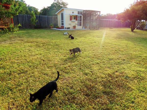 Street Cat Rescue: Giving Hope to Feral Cats in Austin ...