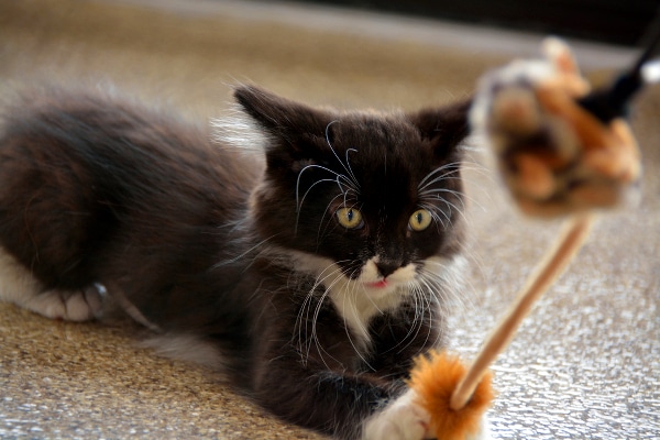 Never leave pole type toys out. Always supervise cats around them. Photo by Shutterstock.