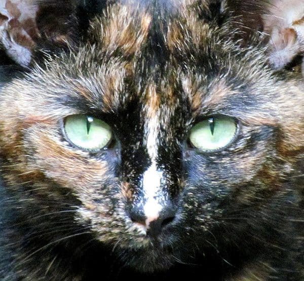 "You never fed me dinner. You never fed me dinner. You never fed me dinner."