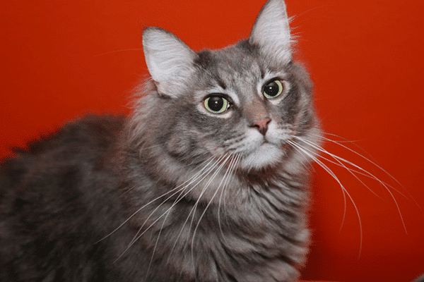 A Guide to Your Cat's Amazing Whiskers - Catster
