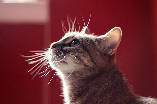 A Guide to Your Cat's Amazing Whiskers - Catster