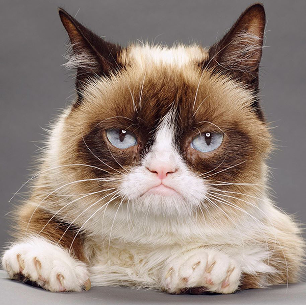 Grumpy Cat is a dwarf kitty