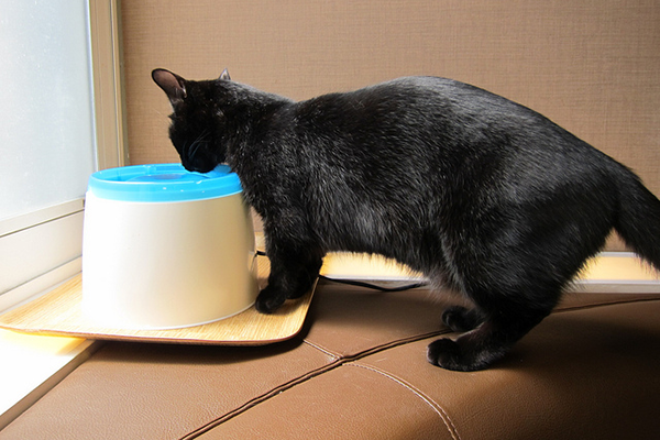 A black Munchkin cat