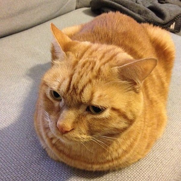 "You loaf me -- you really loaf me."